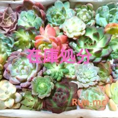 a89多肉植物エケベリア❗訳あり苗＆在庫処分セット❗