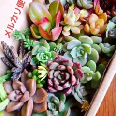 2025年最新】カット苗 多肉の人気アイテム - メルカリ
