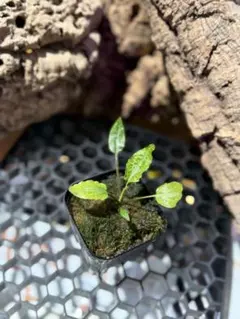 Cryptocoryne sp. Min-2【LA1223-01z】大株 - メルカリ