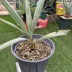 2025年最新】ブラヘア アルマータの人気アイテム - メルカリ