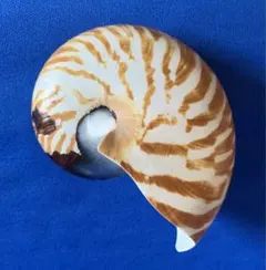 オウム貝、台座付き　貝殻 Amazon.co.jp: UTST オウムガイ フィギュア アンモナイト
