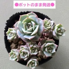 リブ様 リクエスト 3点 まとめ商品