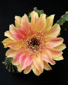 花サボテン ロビビア 焰極 花芽あり - メルカリ