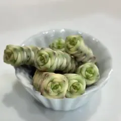 多肉植物　クラッスラ　数珠星錦　カット苗