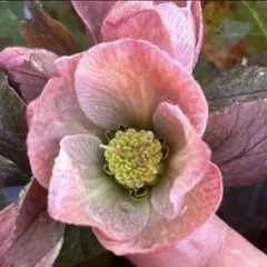 sachi様 リクエスト 2点 まとめ商品