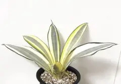 2025年最新】サンスベリア希少種の人気アイテム - メルカリ