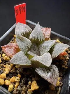 101g 多肉植物 ハオルチア 彩画寿 自家繁殖 鉢植え発送 - メルカリ