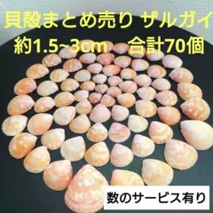 2026年最新】貝殻 まとめ売りの人気アイテム - メルカリ
