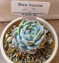 多肉植物　ルウ　Bee houseさん苗のサムネイル