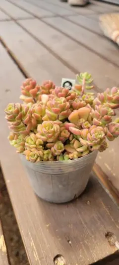 Top【選抜株】多肉植物 25439ホワイトスワン（白鳥）105個 プラグ