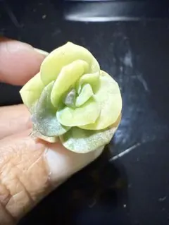 多肉植物　ラブリーローズ錦白斑　カット苗