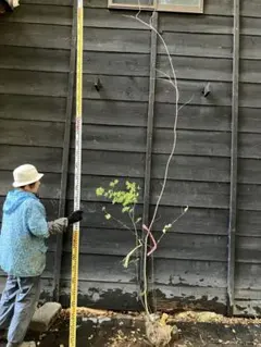 2025年最新】アオダモ 山採りの人気アイテム - メルカリ