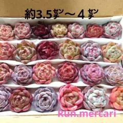 g24多肉植物カット苗☆寄植えセット☆限定