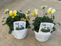 2026年最新】すみれ 苗の人気アイテム - メルカリ