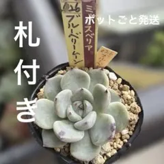 札付き！　希少種！　綺麗に成長！　ミックスベリア　珊瑚の花　抜き苗 ミックスベリア 珊瑚の花 抜き苗 エケベリア 多肉 おらいさん 札は付き