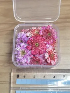 ハンドメイド　花材　ドライフラワー　マトリカリア　暖色系　20輪+α スタッフお任せ アンティークカラーのドライフラワーMIX - 手作り雑貨