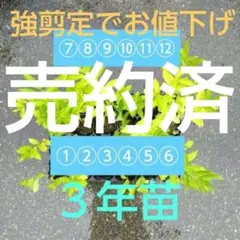 白式部① シロシキブの実から発芽した充実3年幼苗 抜き苗 1本 - メルカリ