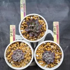 2025年最新】ミックスベリア 赤鬼の人気アイテム - メルカリ