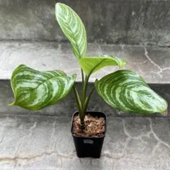 アグラオネマ ニティドゥム カーティシー 観葉植物 LEON レオン 24
