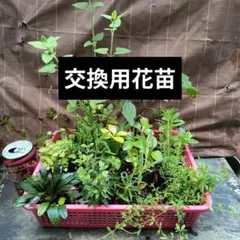 (交換用花苗)花苗１２種 Aのサムネイル