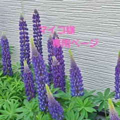 マイコ様専用ページ 水引梅結び