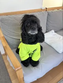 参考画像