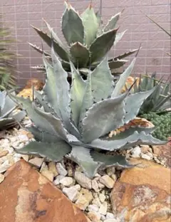 w*e様 クリポタ×ホリダhidden agave ハイブリッドアガベ カレイド