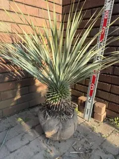 早いもの勝ち　ユッカ　ロストラータ　5