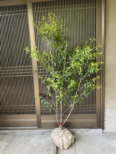 シャラノキ/株立ち【現品発送】管理80207 シャラノキ/株立ち【現品発送】管理80207 - メルカリ