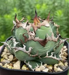 【親株子株セット】現地球オアハカ　アガベチタノタ 楽天市場】【現品・現物】 現地球 アガベ・チタノタ・オアハカ