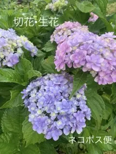 紫陽花 てててまり苗 ✨ネコポス発送✨ - メルカリ