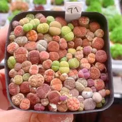 makimin様 リクエスト 2点 まとめ商品