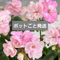 ゼラニウム苗 ゼラニウム : 二度ざくら - メルカリ
