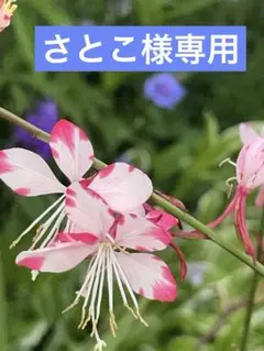 さとこ様 リクエスト 2点 まとめ商品