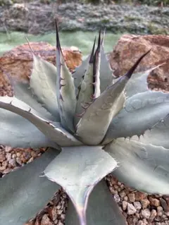 2026年最新】アガベ パリー 大株の人気アイテム - メルカリ