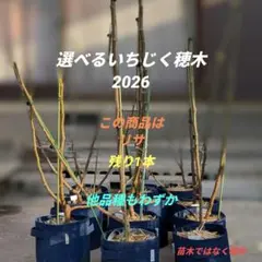 2026年最新】いちぢく穂木の人気アイテム - メルカリ
