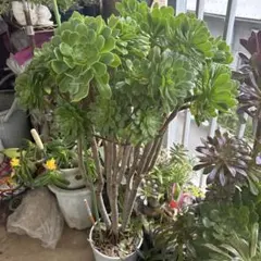 ホヤ カーティシー 斑入り Hoya curtisii variegated - メルカリ