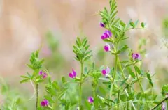 カラスノエンドウの強化種、大量５千粒＋プティ粗品＋全国匿名送料無料、同梱可能です 2026年最新】カラスノエンドウの人気アイテム - メルカリ