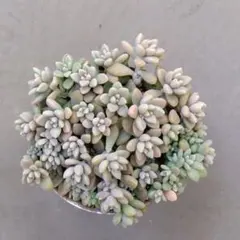 多肉植物　姫秀麗