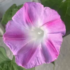 ⚠️売り切れました【希少】変化朝顔　青渦蜻蛉葉薄茶丸咲　種　アサガオ　大輪朝顔 希少】変化朝顔 青渦蜻蛉葉薄茶丸咲 種 アサガオ 大輪朝顔 - メルカリ