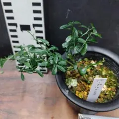 そら様 リクエスト 3点 まとめ商品