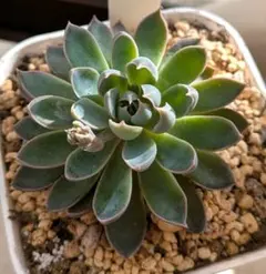 2026年最新】オーズプランツの人気アイテム - メルカリ