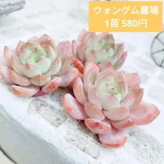 ウォングム農場◎セット⑩(5苗)◎多肉植物 カット苗 輸入苗 エケベリア