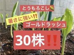 ライカ様 リクエスト 2点 まとめ商品