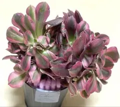 アエオニウム　傾城綴化 アエオニウム・ピンクウィッチ綴化 | trigger