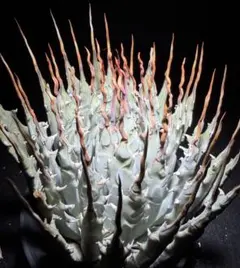 逸品】食虫植物 サラセニア・イッセイ 一正園 充実株 - メルカリ