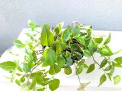 2025年最新】ツユクサ 苗の人気アイテム - メルカリ