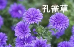 孔雀草 パープル系 花苗のサムネイル