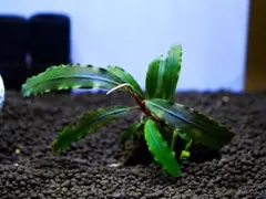 ブセファランドラ『センチピード・ソカン・メラウィ・サウス』【完全水中葉】