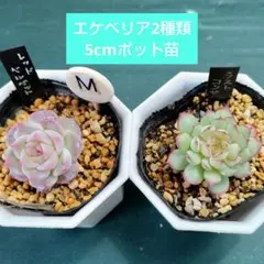 kurumi様 リクエスト 2点 まとめ商品